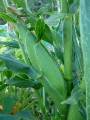 Corn ear_2